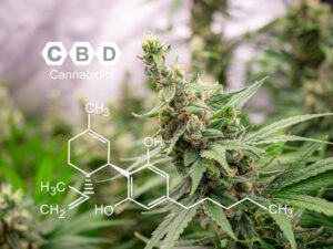 cbd-1