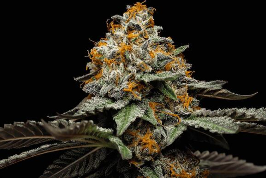 Jupiter Cafe | The 10 Most Popular Cannabis Strains Across the United States (as of March, 2026)