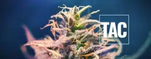 TAC